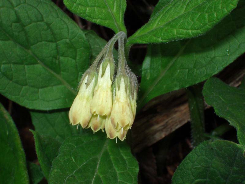 Symphytum tuberosum